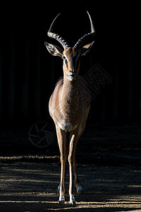 Blesbuck (达马利克斯·皮加古斯菲利普西)图片