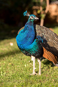 美丽的多彩孔雀绿色动物园男性热带眼睛蓝色野鸡仪式活力羽毛图片