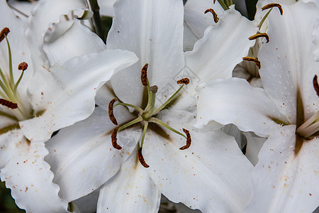 美丽的百合花盛开棕色鳞茎白色鲜花花粉黄色雄蕊花朵百合粉色图片