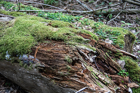 森林周围茂密的苔草覆盖树桩图片