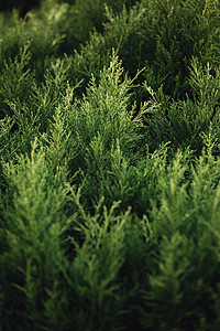 由一些超级生动绿色植物构成的背景图片