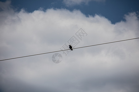 一只乌鸦坐在蓝色天空下高处的电线上图片