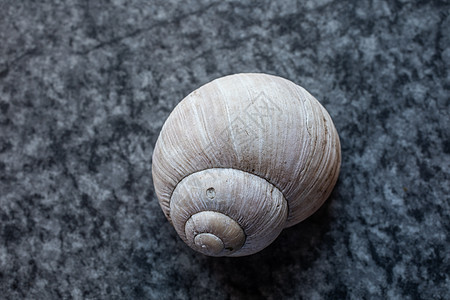 蜗牛旋转的贝壳条纹蜗牛壳花园住房图片