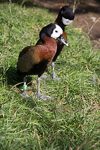 在水边的多彩佳丽的曼达林鸭子绿色蹼状棕色羽毛鸭嘴兽水禽草地动物图片