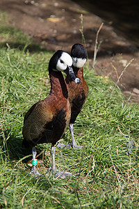 在水边的多彩佳丽的曼达林鸭子绿色草地水禽蹼状棕色羽毛鸭嘴兽动物图片