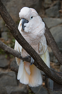 蟑螂坐在树上脊椎动物浆果食者鸟类凤头羽毛白色鹦鹉演讲坚果图片