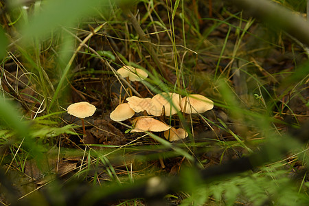 森林草地上的蘑菇蜜糖种子有机物青菜植被植物图片