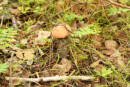 林草中的蘑菇肉森林植物植被种子有机物青菜图片