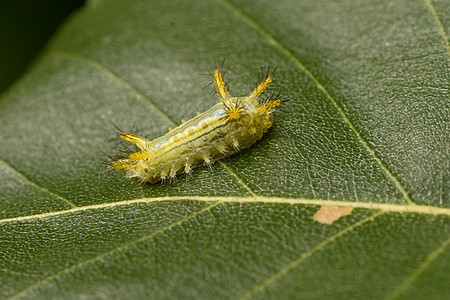 绿角毛毛虫在叶子上微距害虫幼虫毛虫摄影动物背景图片