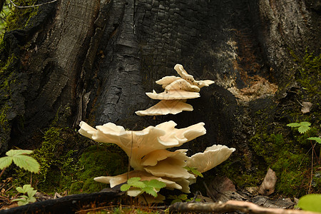 树干上的树真菌植被青菜森林植物有机物种子图片