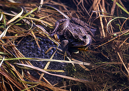 池塘中常见青蛙产卵芦苇两栖水池动物棕色嘎嘎水生植物图片