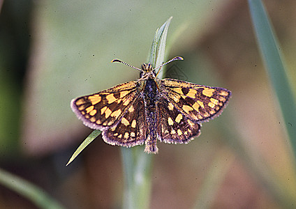 草刀上的厚头蝴蝶图片