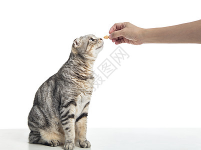 猫站着吃手拿食物猫咪毛皮动物小猫宠物白色猫科哺乳动物小吃饼干背景图片