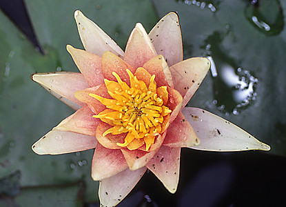 池塘上的红色黄水百合和红黄色花睡莲粉色花朵水生植物植物绿色蓝色花瓣图片