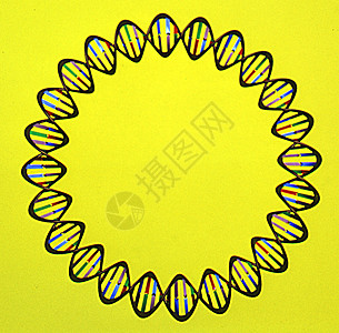 具有螺旋线和底对的遗传物质DNA域名质粒螺旋科学黄色遗产系统图片