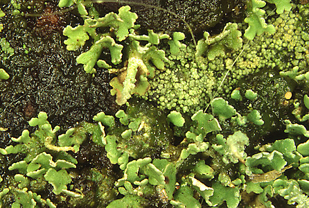 枯木上绿色的地衣植物地衣类植物学黄色藻类昆虫图片