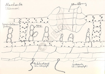 手画微显微草药剂科学蕨类插图手绘俱乐部苔藓生长针叶树宏观细胞核图片