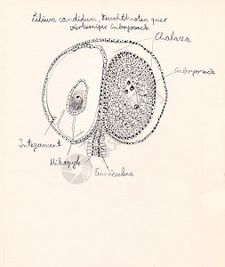 手画微显微草药剂结构细胞核蕨类科学生长宏观细胞插图植物学针叶树图片