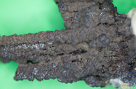 Limonite 褐色铁石作为矿物图片
