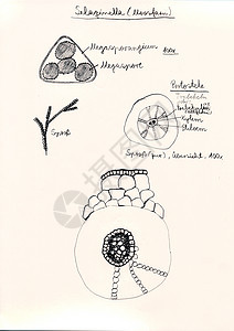 手画微显微草药剂生长手绘细胞核蕨类细胞俱乐部植物学插图植物苔藓图片