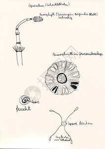 手画微显微草药剂插图针叶树手绘生长结构科学蕨类俱乐部细胞细胞核图片