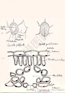 手画微显微草药剂细胞植物插图结构针叶树苔藓蕨类植物学宏观细胞核图片