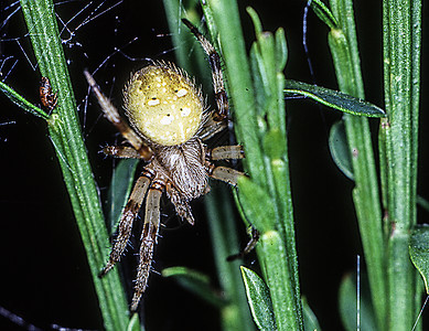四位落地的花园蜘蛛在等待着网络捕食者黄色长腿绿色昆虫棕色背景图片