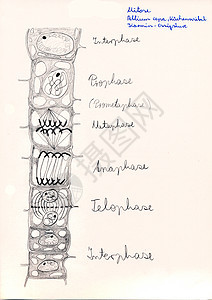 手画微显微草药剂蕨类苔藓生长植物科学宏观手绘植物学细胞核细胞图片