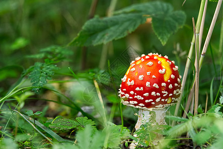 在森林里的小苍蝇 模糊的绿色背景与复制空间 (笑声)图片