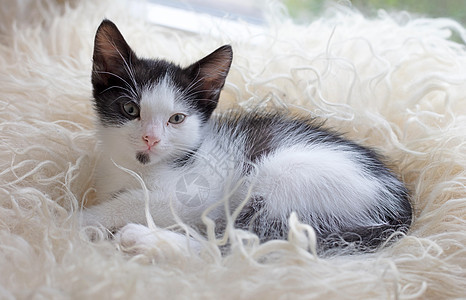 小可爱小猫咪 躺在柔软的格子上宠物休息黑与白婴儿叶子小猫图片