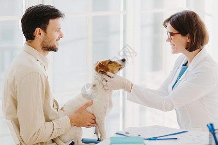 专业兽医医生在诊所对杰克罗素梗犬进行检查 穿着白大衣和医疗手套 去接种疫苗 Dod 主人带着宠物来检查 动物保健图片