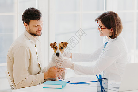 兽医概念 可爱的杰克罗素梗在兽医办公室摆姿势 正在接受专业兽医的检查 患有严重的疾病 男宠物主人带着狗来看病 狗的健康和诊断图片