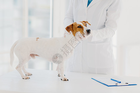 身穿白色长袍和手套的无名兽医在工作场所检查杰克罗素梗犬 在剪贴板上写下处方 在私人诊所工作 家畜来医生预约图片