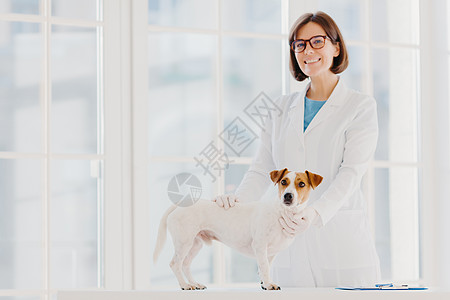 全面检查和诊断 穿着白色制服的积极熟练的女兽医在自己的诊所检查杰克罗素梗犬 写下处方 让动物作为病人 治愈各种疾病图片