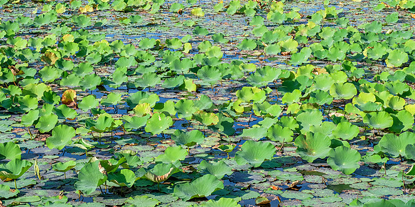泰国的莲花湖植物群天空热带叶子蓝色百合植物花朵池塘图片