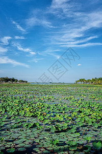 泰国的莲花湖百合植物天空叶子植物群池塘蓝色热带花朵图片