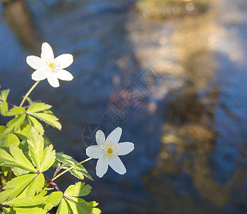 特写美丽的白木阿内莫罗莎花 阿内蒙纳莫罗萨 有选择性地关注森林溪的无重点岸边荒野季节背景生长狐狸森林草地植物苔藓植物群图片