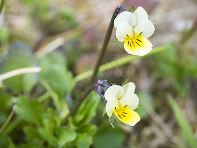 特写宏观黄色中提琴 arvensis 花 开花在春天的领域三色堇 浅景深 特写花瓣中提琴花朵植物学野花森林花园草地植物荒野图片