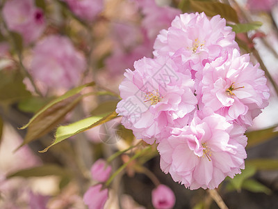 特写盛开的粉红色樱花樱花或日本樱桃花蕾花李属 serrulata 树枝 柔和的焦点 自然散景花卉背景宏观植物柔软度投标阳光花瓣紫图片