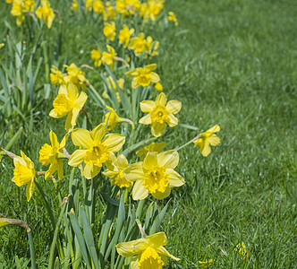 黄色的花朵有选择性地聚焦 模糊的绿草背景 复制空间 (Narcissus)图片