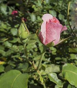 粉红玫瑰芽粉色绿色花束玫瑰念日礼物花瓣植物图片