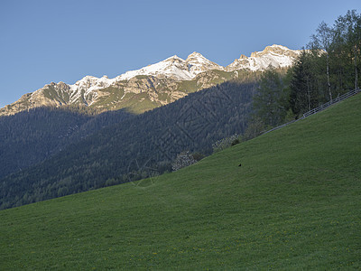 奥地利阿尔卑斯山施图拜河谷新施蒂夫特施图拜河谷的绿色春天草甸 树木开花 森林和雪覆盖的山峰图片