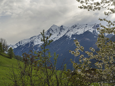 奥地利因斯布鲁克附近山谷的春山景观 雪覆盖的阿尔卑斯山峰和盛开的苹果树枝 绿色草甸图片