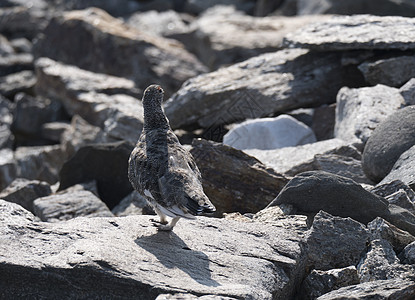 拉戈普斯穆塔 夏季站在拉普兰山的岩石石上远足荒野男性鸟类猎鸟羽毛动物雷鸟野生动物旅行图片