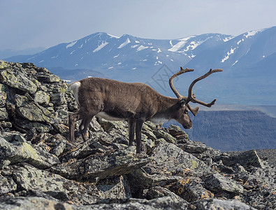 特写可爱的雄性驯鹿轮廓视图 从山顶下来 瑞典斯堪的纳维亚北部拉普兰自然环境中的野生动物 夏天 积雪的峰顶和蓝天背景哺乳动物岩石环图片