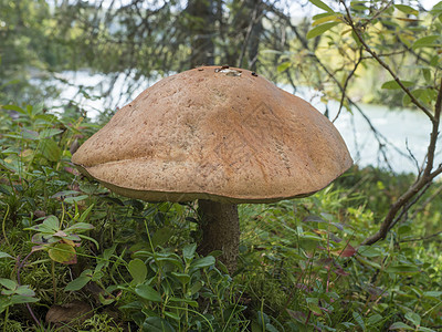 被称为粗糙的木板或刺片尾巴 棕杯蘑菇生长于秋天拉普兰森林图片