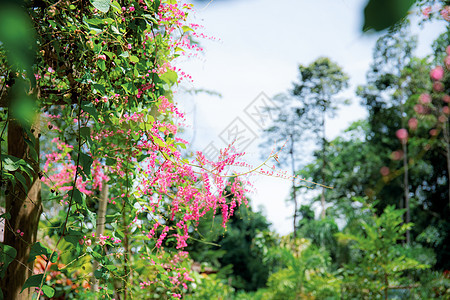 长春花与天空图片