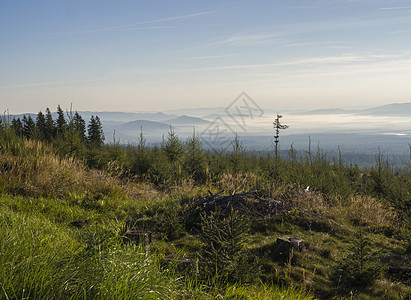 夏日清晨的山景 远处山峦的蓝色迷雾斜坡 雾和阳光下的高大松树和针叶林山丘 旅行背景 塔特拉山 斯洛伐克爬坡太阳天空森林阴霾季节草图片