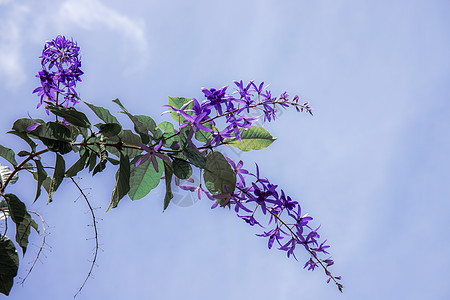 紫花在天空中图片