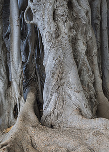 巨型 Ficus 树 的细细图层根和树干自然纹理抽象背景图片